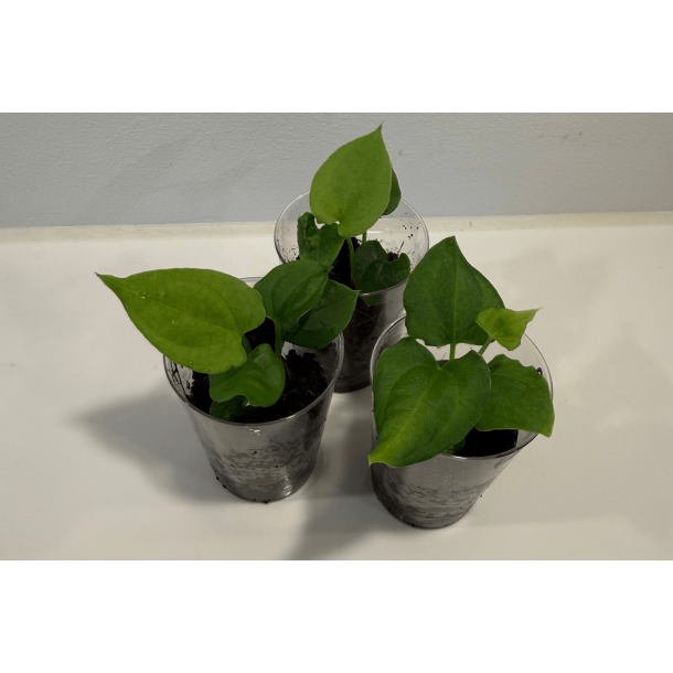 Anthurium 'Dark Phoenix' x 'Red Vein Dark Phoenix'