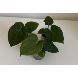 Anthurium 'Dark Phoenix' x besseae aff. 'Elina'