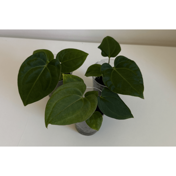 Anthurium 'Dark Phoenix' x besseae aff. 'Elina'