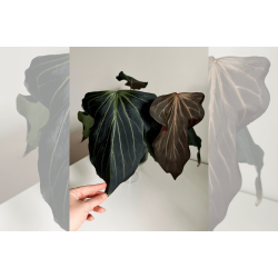 Anthurium King of Spades 'Butterfly'