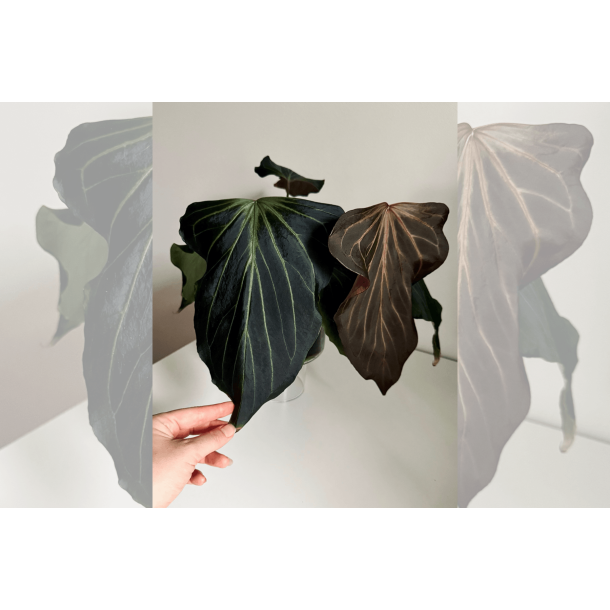 Anthurium King of Spades 'Butterfly'