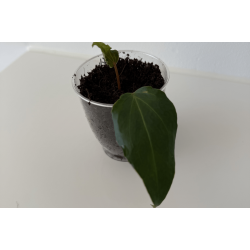 Anthurium King of Spades 'Butterfly'