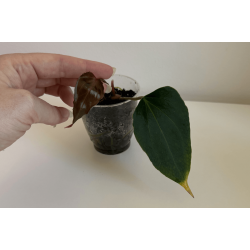 Anthurium King of Spades 'Butterfly'