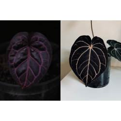 Anthurium 'Michelle' x carlablackiae 'Opeya'