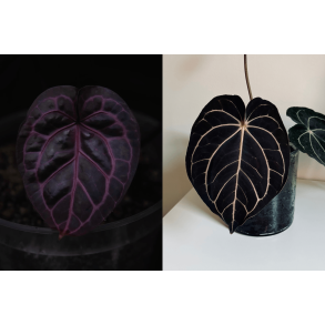 Anthurium 'Michelle' x carlablackiae 'Opeya'