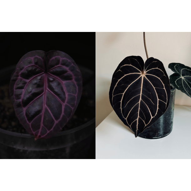 Anthurium 'Michelle' x carlablackiae 'Opeya'
