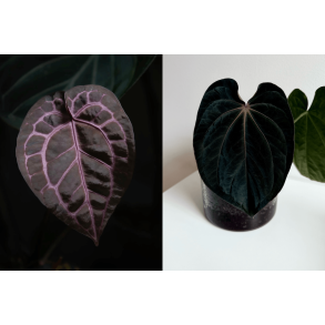 Anthurium 'Michelle' x (dressleri RG x carlablackiae 'Amanda' X BVEP 'Round')