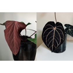 Anthurium (portillae x kunayalense) 'Pink Diamond' x carlablackiae 'Opeya'