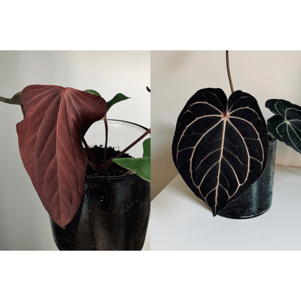 Anthurium (portillae x kunayalense) 'Pink Diamond' x carlablackiae 'Opeya'