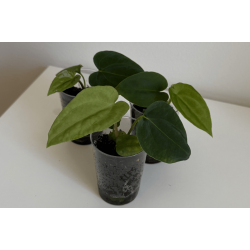 Anthurium (papillilaminum 'RLFS' x carlablackiae) x BVEP 'Laila'