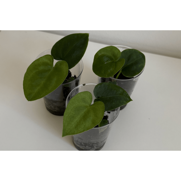 Anthurium (papillilaminum 'RLFS' x carlablackiae) x dressleri RG 'Evelyn'