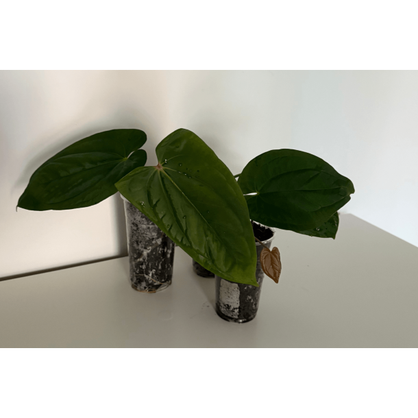 Anthurium 'Red Vein Dark Phoenix' x BVEP 'Laila'