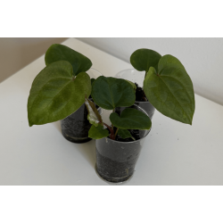 Anthurium 'Red Vein Dark Phoenix' x besseae aff. 'Trinity'