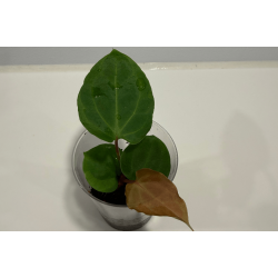 Anthurium besseae aff. 'Trinity' x self