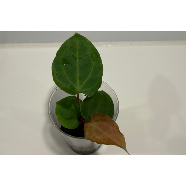 Anthurium besseae aff. 'Trinity' x self