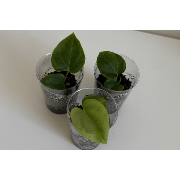 Anthurium besseae aff. 'Trinity' x dressleri RG 'Evelyn'