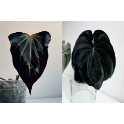 Anthurium besseae aff. 'Trinity' x dressleri RG 'Evelyn'
