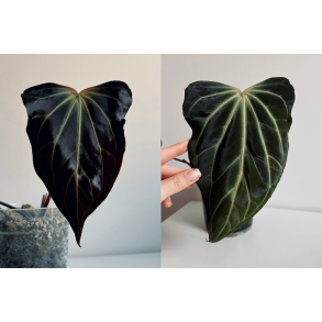 Anthurium besseae aff. 'Trinity' x self
