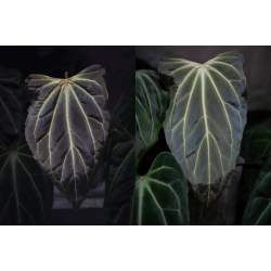 Anthurium besseae aff. 'Trinity' x self