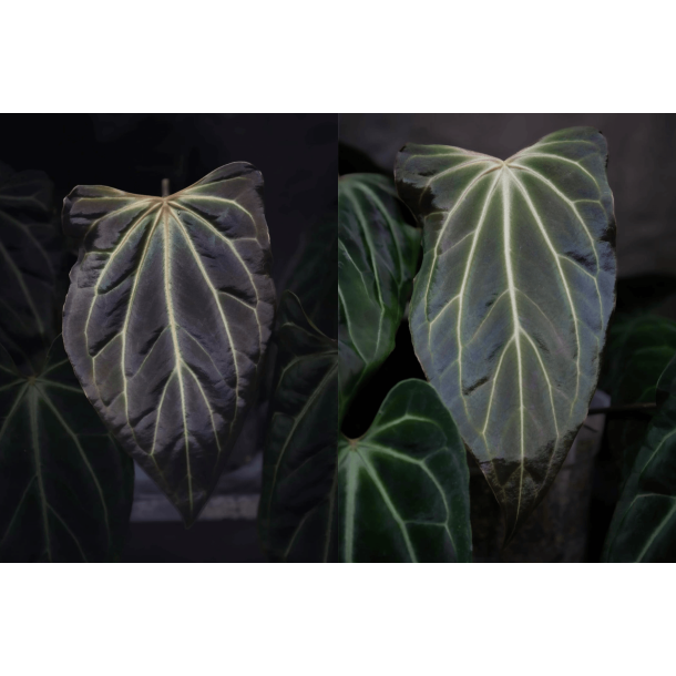 Anthurium besseae aff. 'Trinity' x self