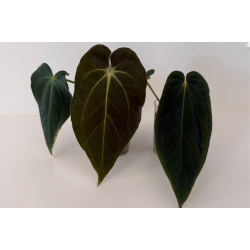 Anthurium (carlablackiae 'GPH - 001' x BVEP 'Round') x BVEP 'Laila'