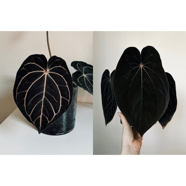 Anthurium carlablackiae 'Opeya' x BVEP 'Laila'