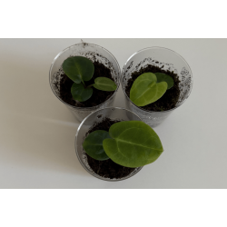 Anthurium carlablackiae 'Serenity' x 'Opeya'