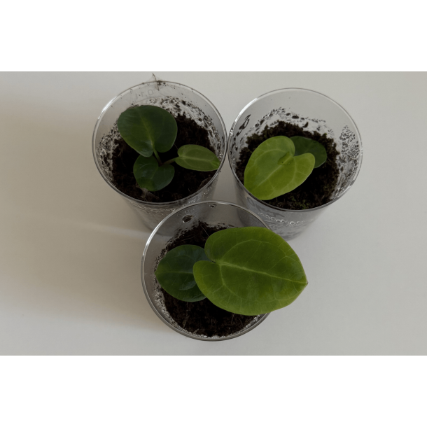 Anthurium carlablackiae 'Serenity' x 'Opeya'