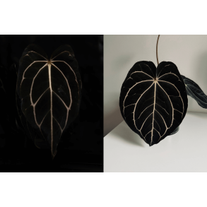 Anthurium carlablackiae 'Serenity' x 'Opeya'