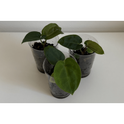 Anthurium (carlablackiae 'GPH - 001' x BVEP 'Round') x dressleri RG 'Evelyn'