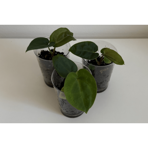 Anthurium (carlablackiae 'GPH - 001' x BVEP 'Round') x dressleri RG 'Evelyn'