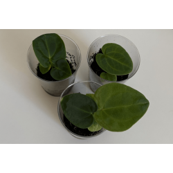 Anthurium (dressleri RG x carlablackiae 'Amanda') x BVEP 'Laila'