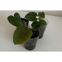 Anthurium (dressleri RG x carlablackiae 'Amanda') x besseae aff. 'Trinity'