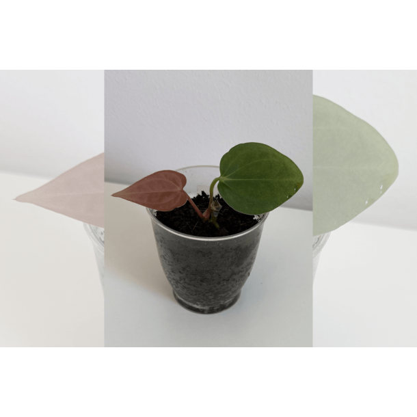 Anthurium (dressleri RG x carlablackiae 'Amanda') x BVEP 'Round'