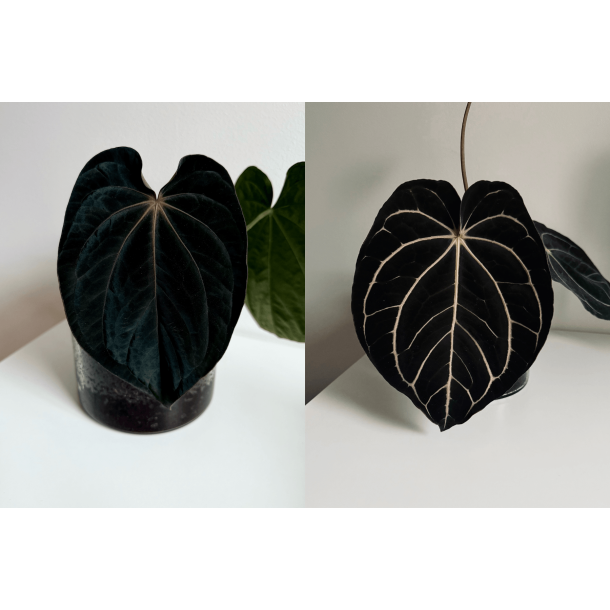 Anthurium (dressleri RG x carlablackiae 'Amanda' X BVEP 'Round') x carlablackiae 'Opeya'