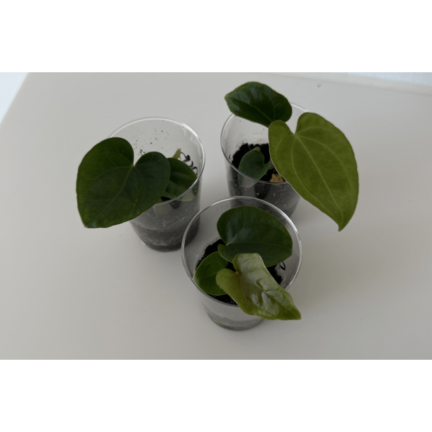 Anthurium (dressleri RG x carlablackiae 'Amanda' X BVEP 'Round') x dressleri RG 'Evelyn'