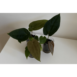 Anthurium (forgetii x papillilaminum 'LLB') x BVEP 'Laila'