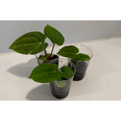 Anthurium papillilaminum 'A+' x carlablackiae 'Opeya'