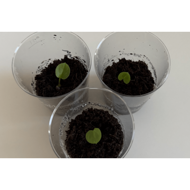 Anthurium papillilaminum 'A+' x carlablackiae 'Opeya'