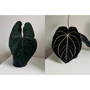 Anthurium papillilaminum 'A+' x carlablackiae 'Opeya'