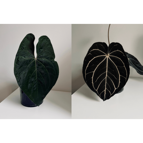 Anthurium papillilaminum 'A+' x carlablackiae 'Opeya'