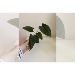 Anthurium papillilaminum 'Fort Sherman' S1