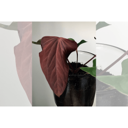 Anthurium (portillae x kunayalense) 'Pink Diamond'