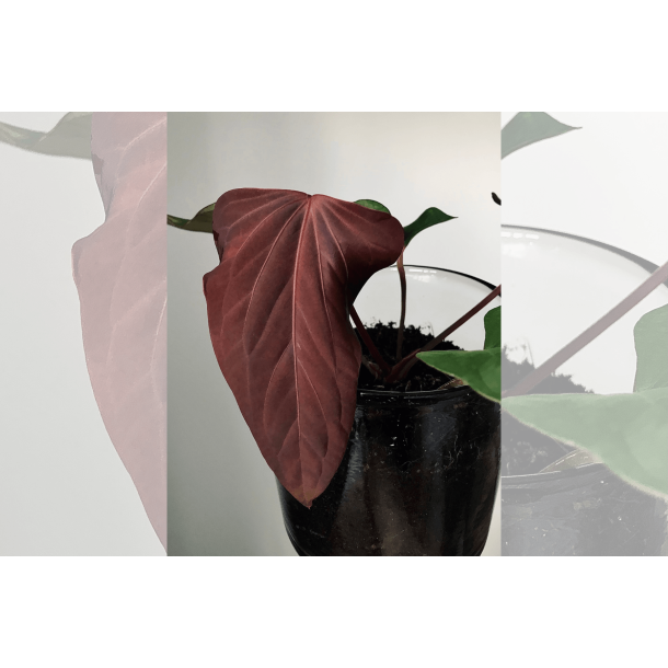 Anthurium (portillae x kunayalense) 'Pink Diamond'