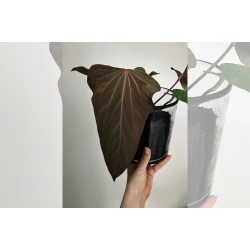 Anthurium (portillae x kunayalense) 'Pink Diamond'