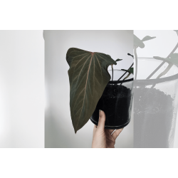 Anthurium (portillae x kunayalense) 'Pink Diamond'