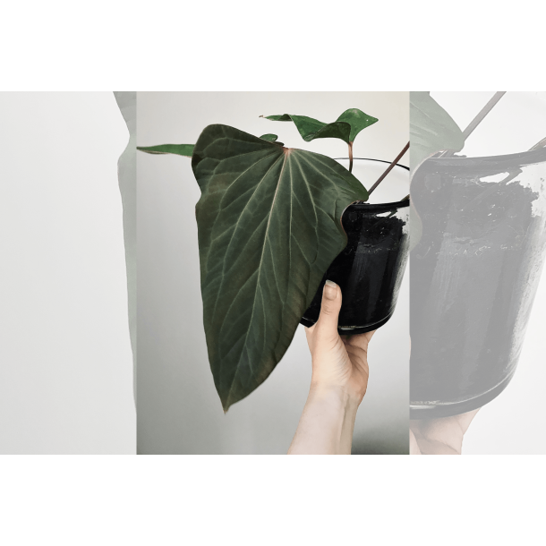 Anthurium (portillae x kunayalense) 'Pink Diamond'