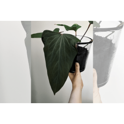 Anthurium (portillae x kunayalense) 'Pink Diamond'