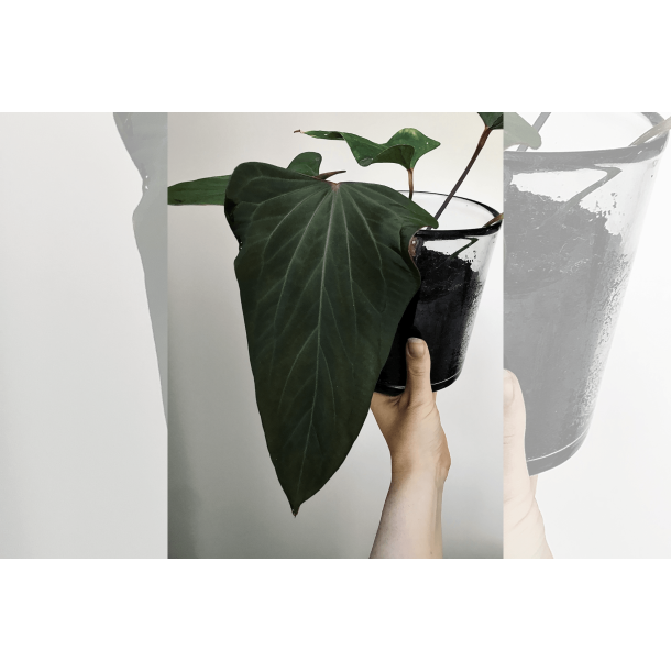 Anthurium (portillae x kunayalense) 'Pink Diamond'