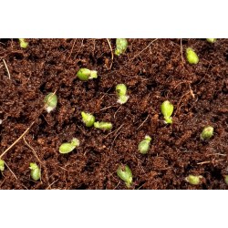 Anthurium besseae aff. 'Trinity' x dressleri RG 'Evelyn'